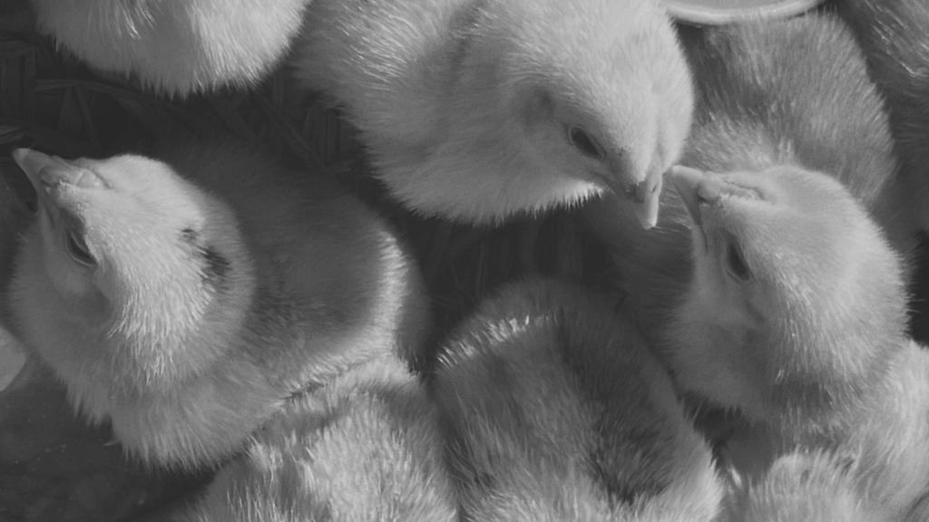 Historia Arpisa 1953