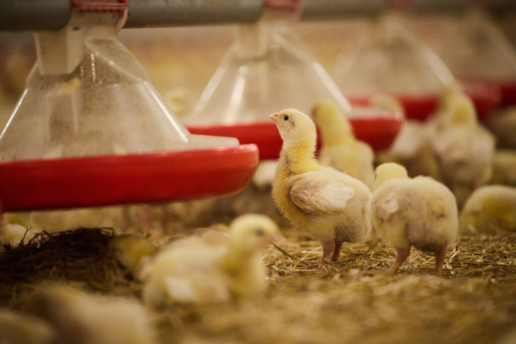 Apisa granja de engorde